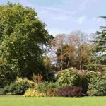 How to choose an ornamental tree for your garden?