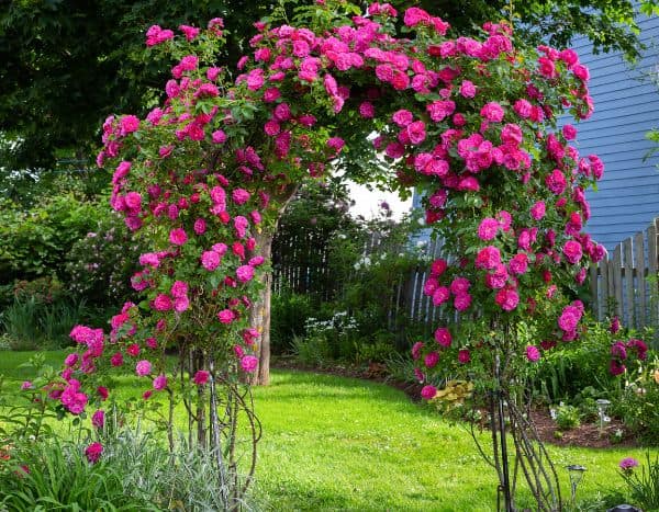 How to train a rose to climb an arch?