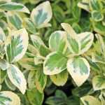 Which spindle trees for a colourful winter?