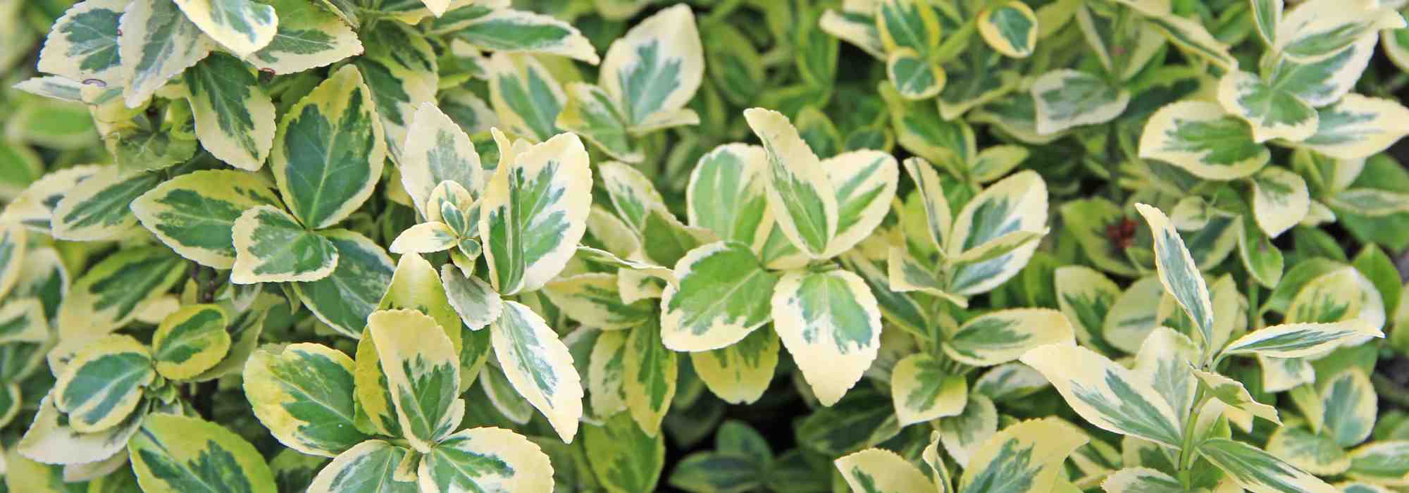 Which spindle trees for a colourful winter?