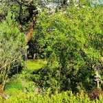 Permaculture: how to create a plant guild