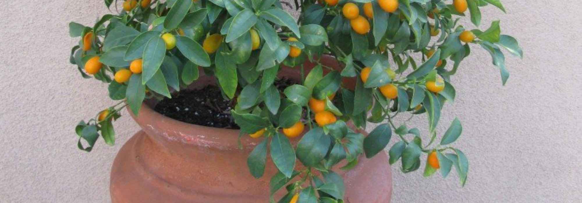 Which citrus trees to grow in pots on a terrace?