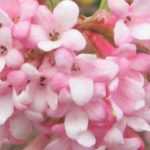 6 bushes for early winter flowering