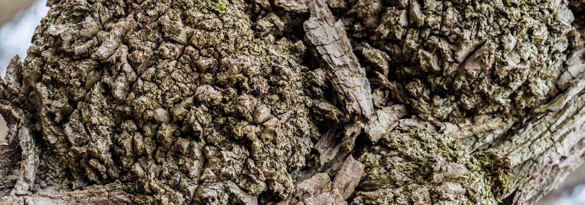 Agrobacterium tumefaciens or collar gall: what is it?