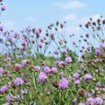 How to get rid of thistles?