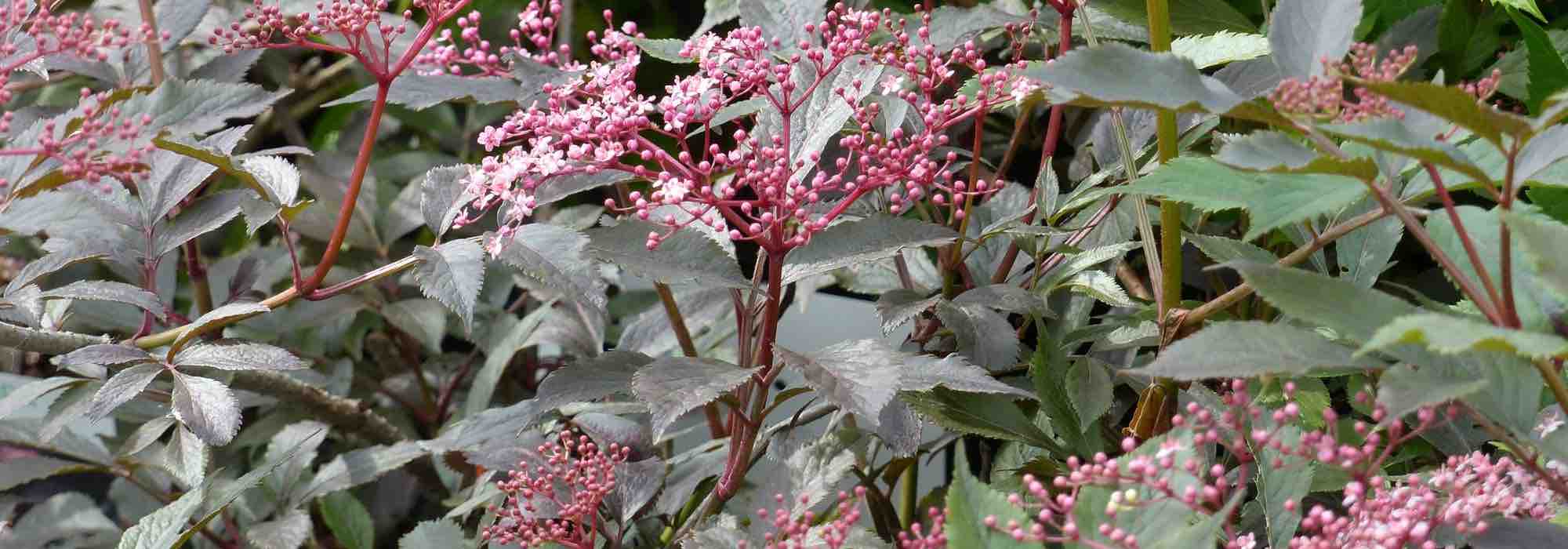 Choosing a Elderberry: Buying Guide