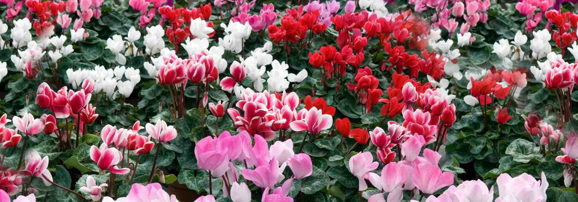 How to grow florist's cyclamen?