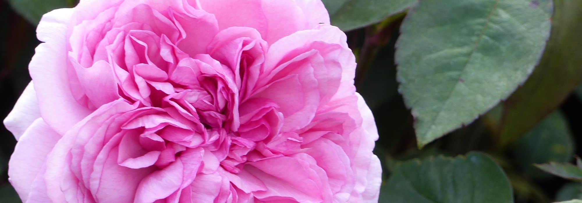 8 Myths About Roses