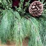 Create a winter planter with conifers