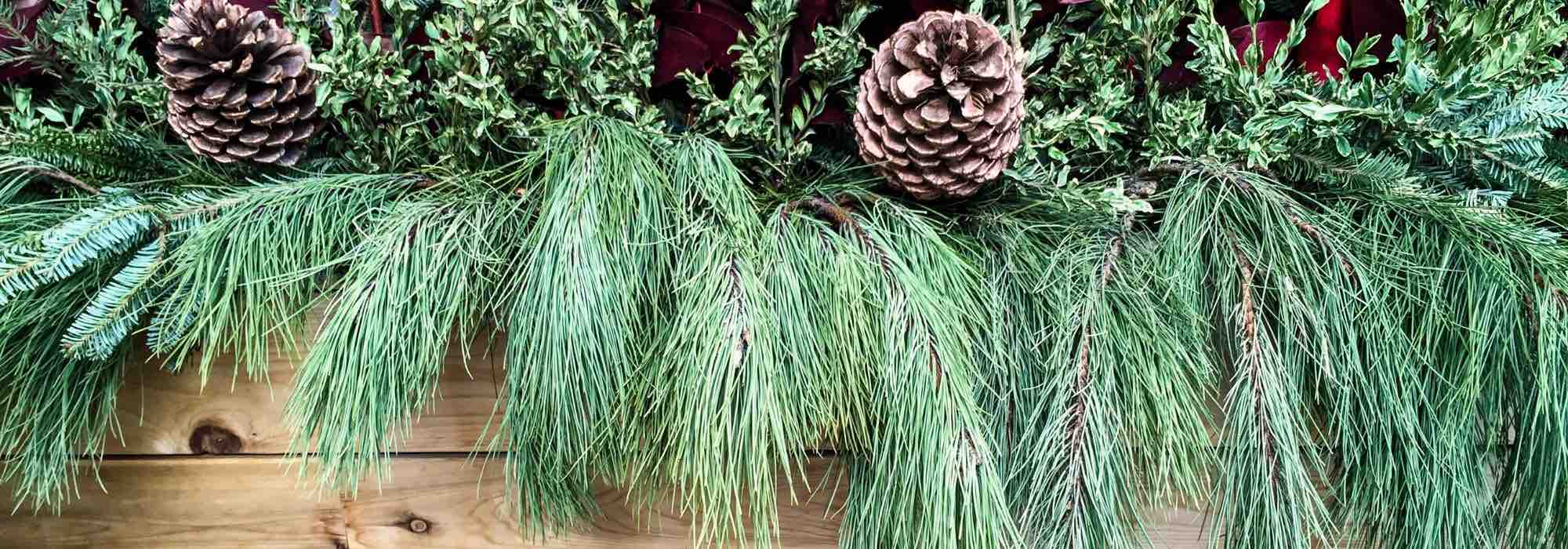 Create a winter planter with conifers
