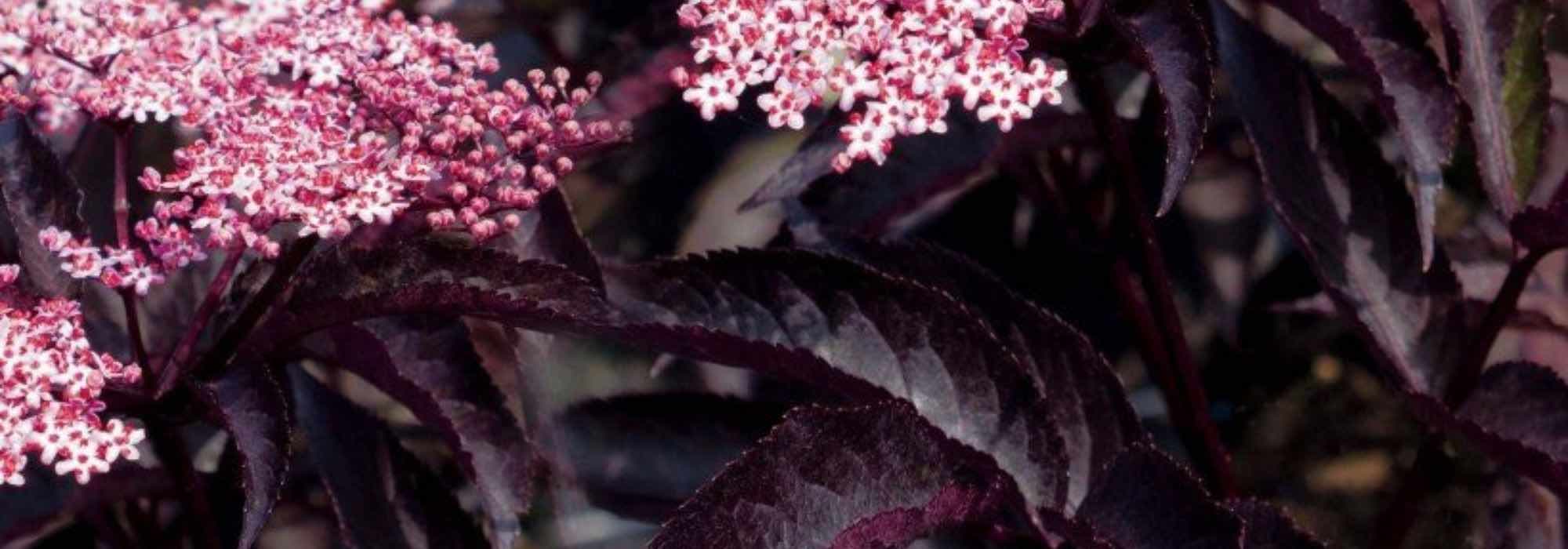 Elderberry: the most beautiful varieties