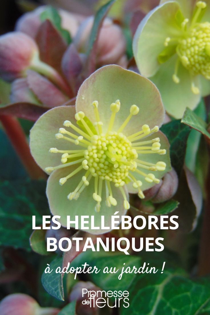 botanical hellebores botanical hellebores