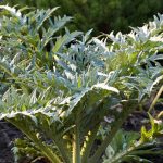 Protecting the artichoke from the cold