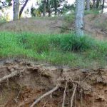 How to combat soil erosion in the garden?