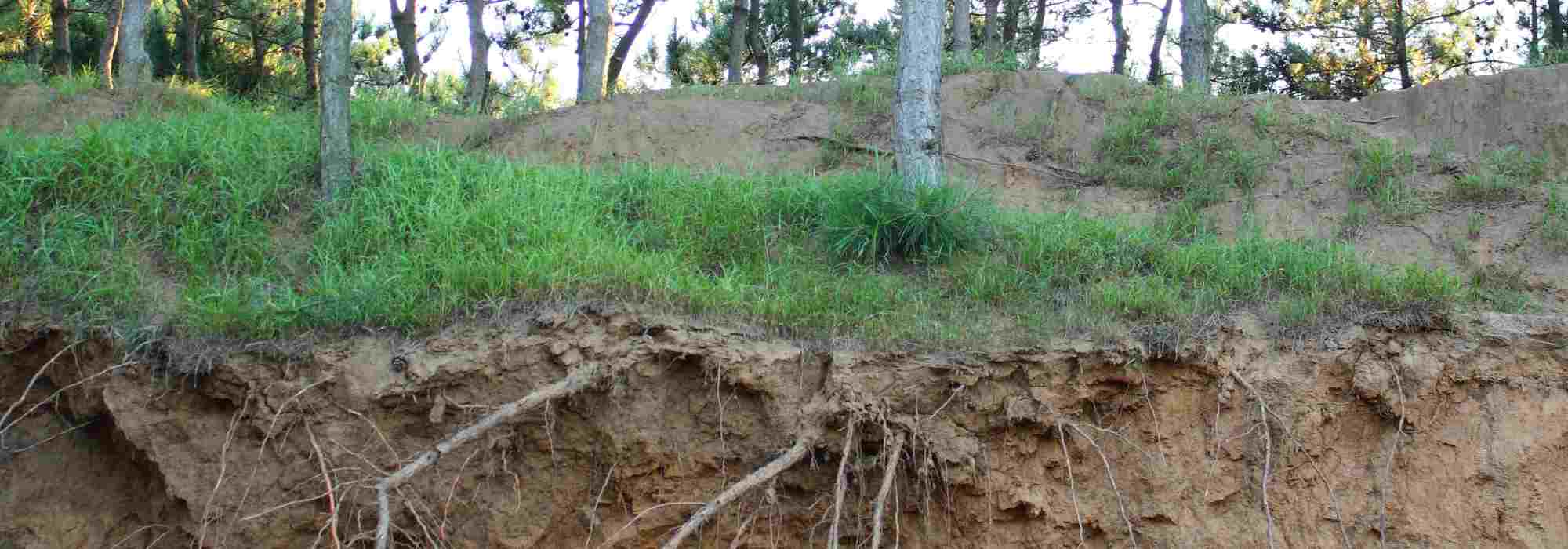 How to combat soil erosion in the garden?