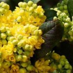 6 Mahonias with Winter Flowering