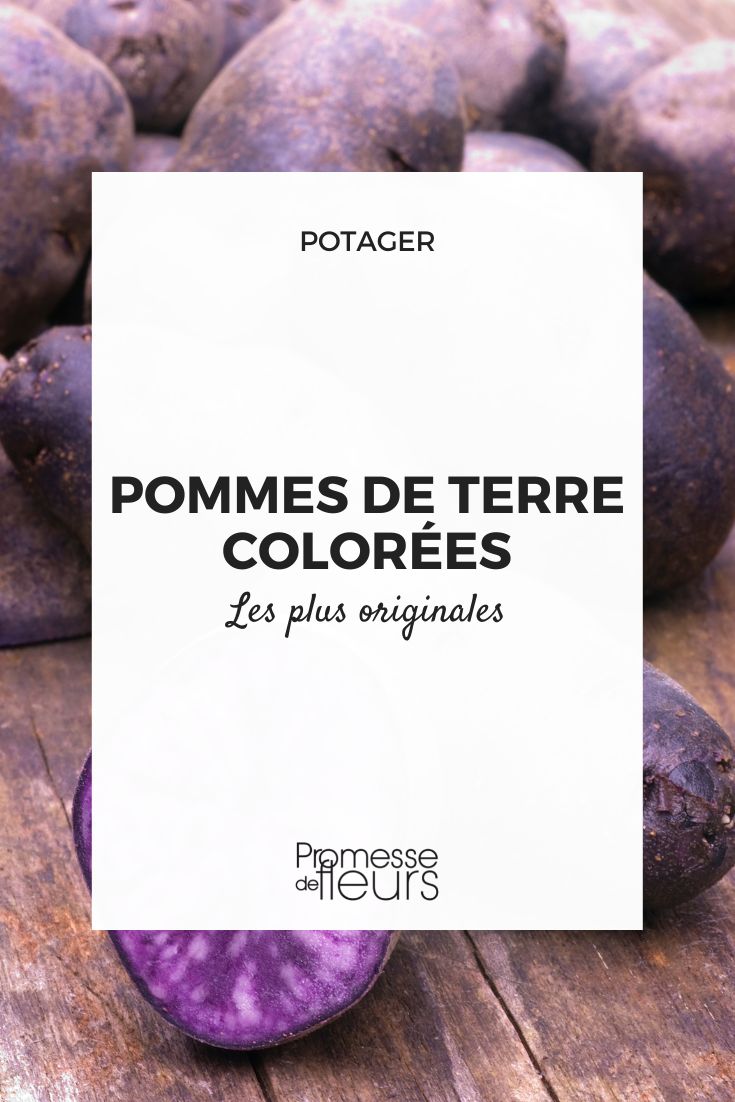 Original and colourful potatoes original and colourful potatoes