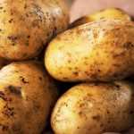 Potatoes resistant to blight