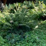 Gardening in Dry Shade