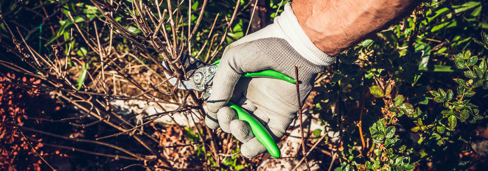 What to prune in autumn?