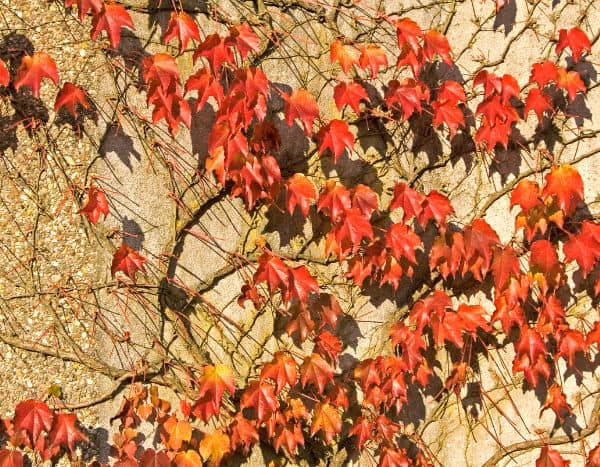 When and how to prune Virginia creeper?