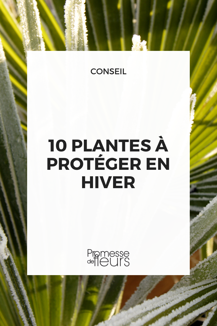 10 young plants to protect in winter Palm leaf frost