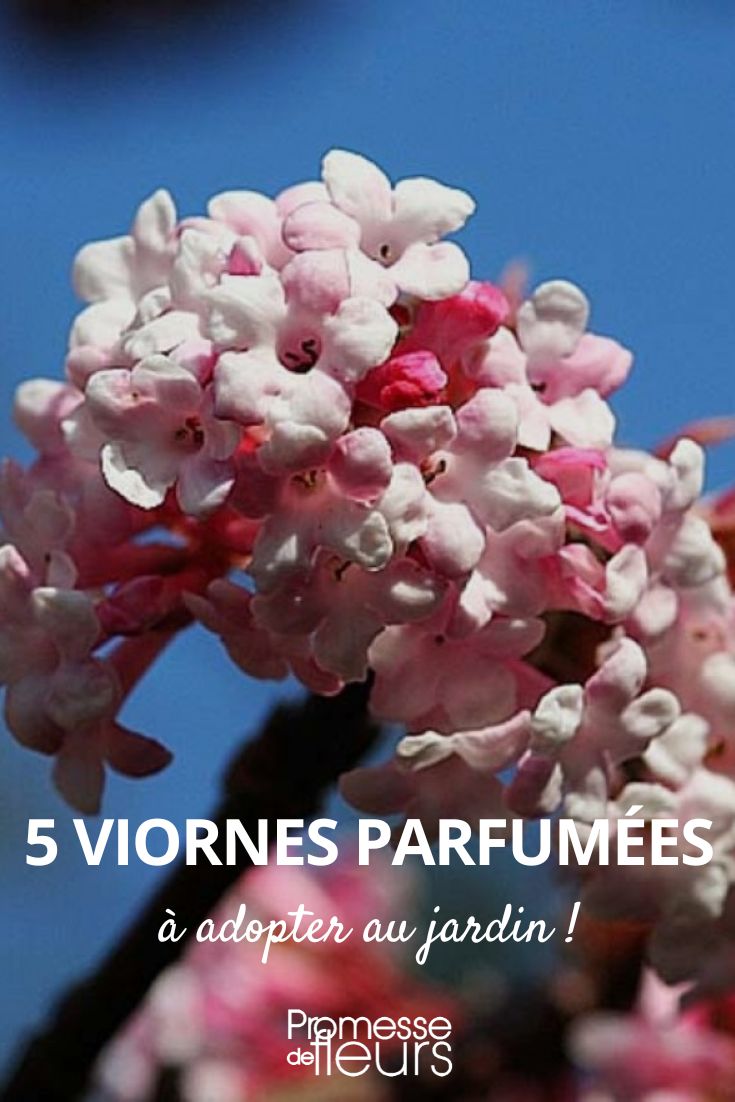5 fragrant viburnums 5 fragrant viburnums