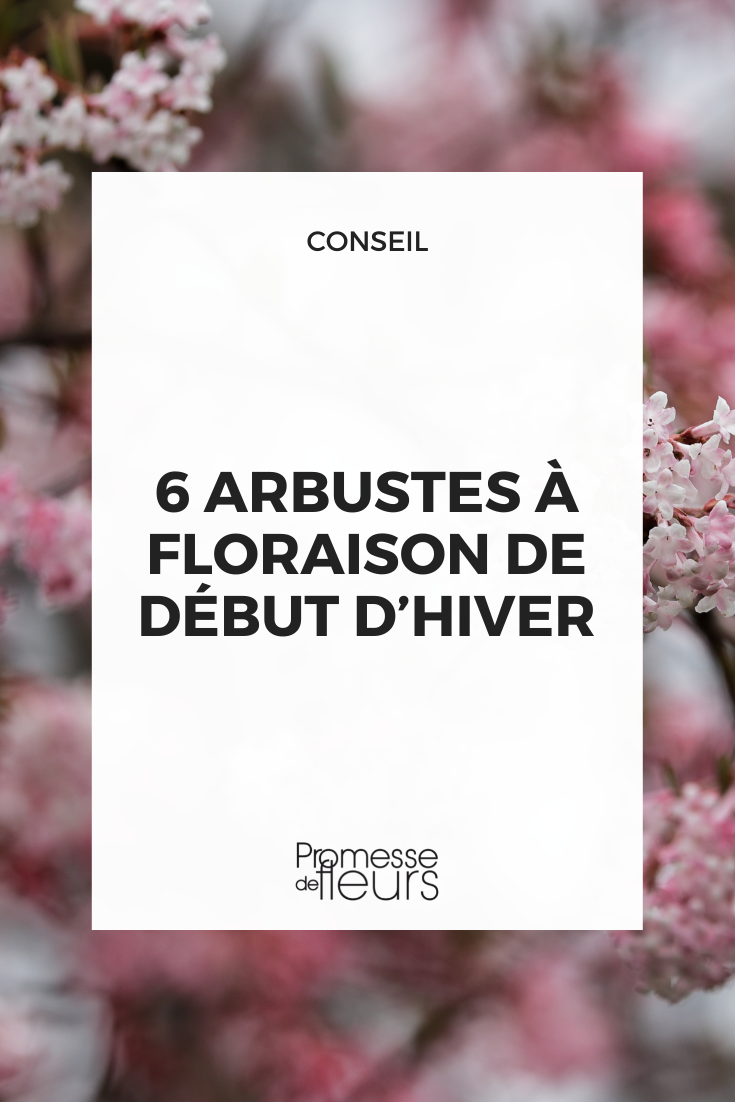 6 flowering bushes for early winter Flowers of Viburnum bodnantense ‘Dawn’