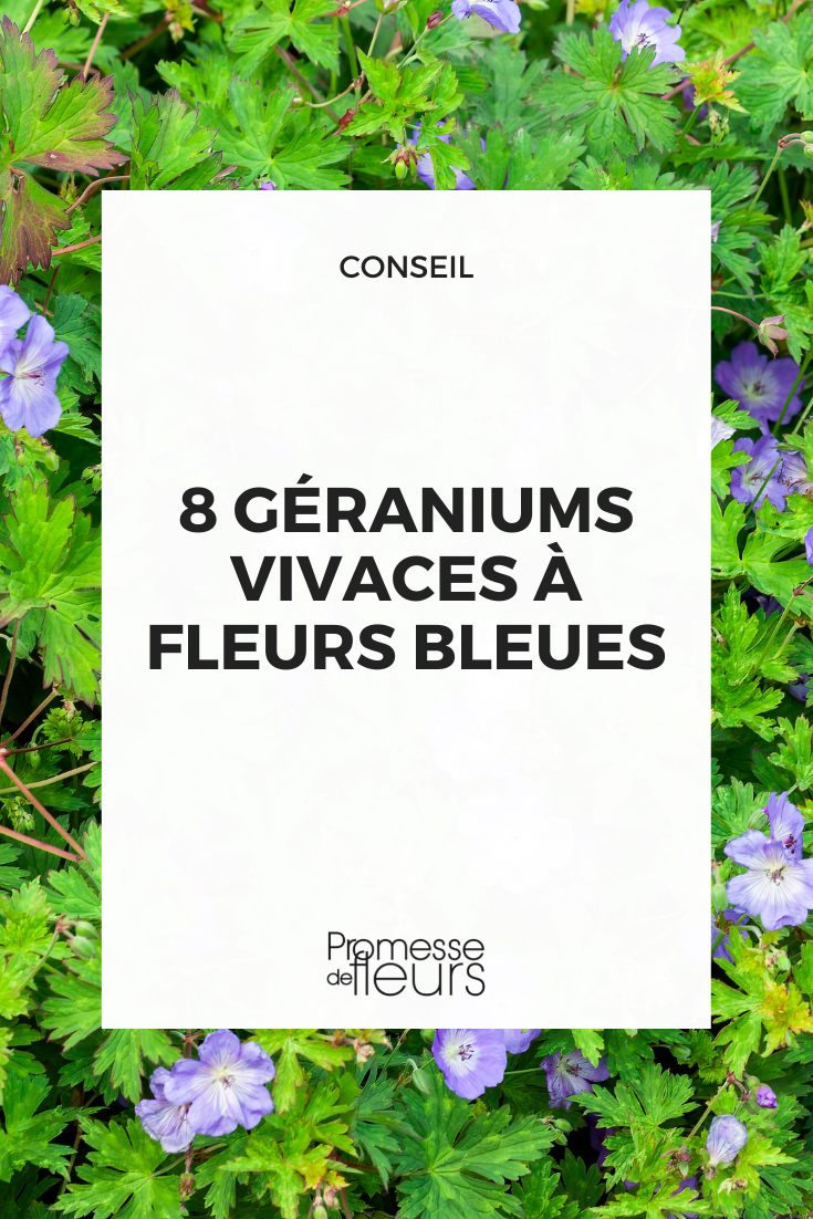 8 Perennial Geraniums with blue flowers Selection of blue perennial geraniums