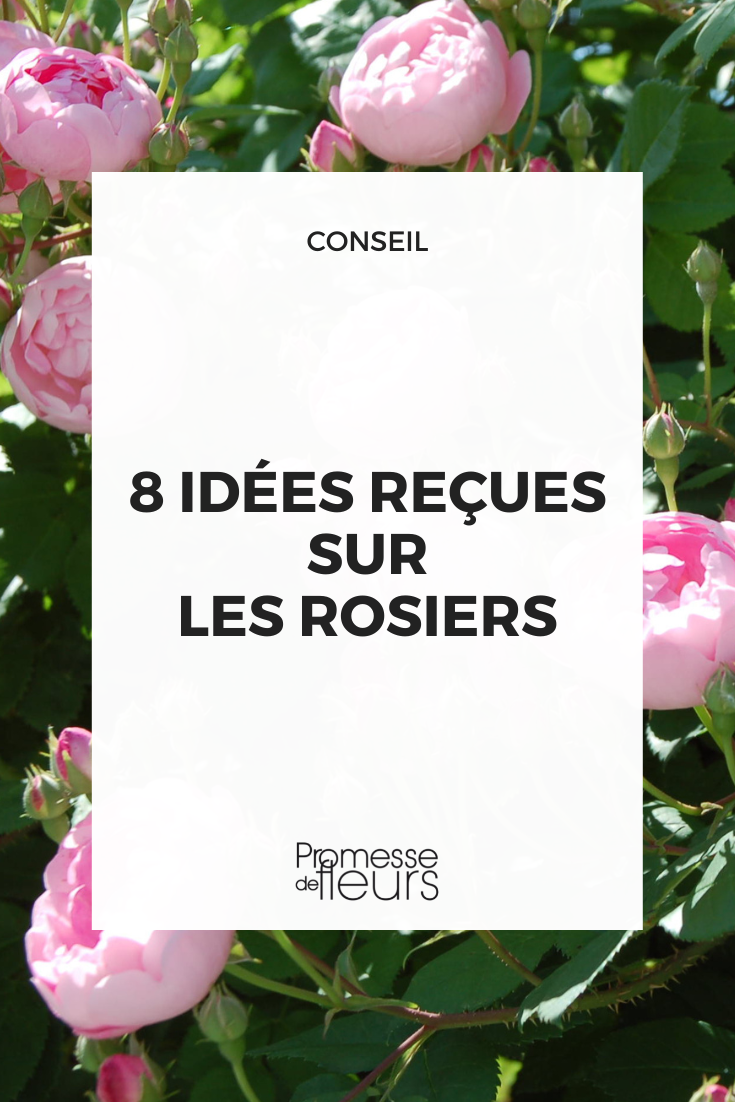 8 misconceptions about roses rose bush