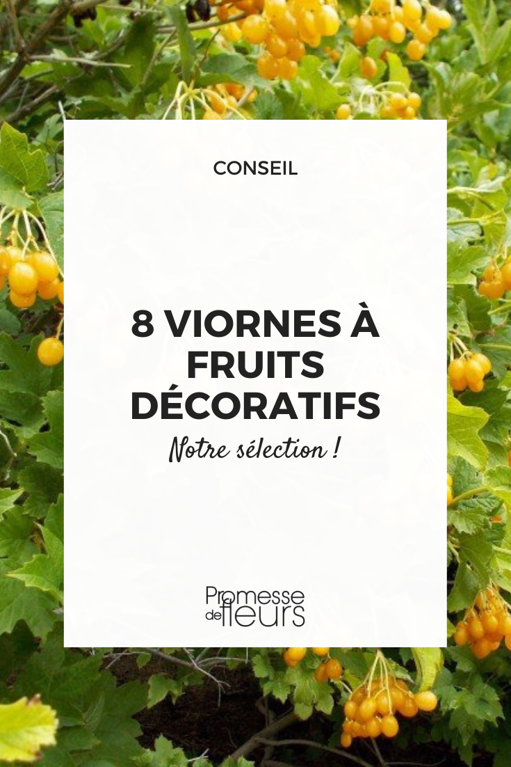 8 ornamental fruiting shrubs Colourful berries of Viburnum opulus 'Xanthocarpum'