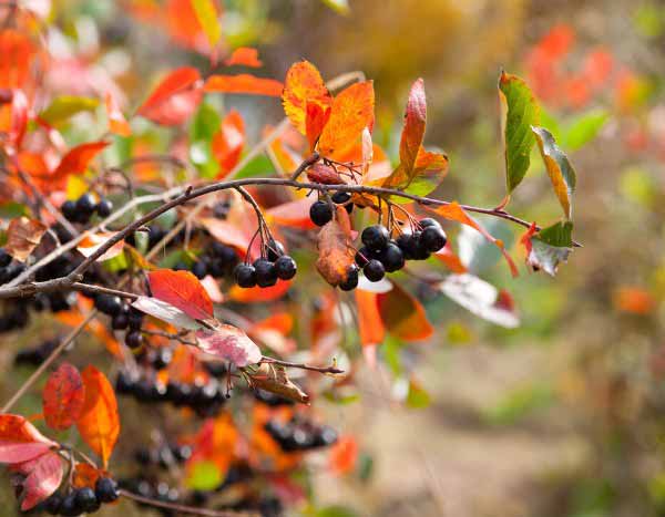 How to propagate Aronia?