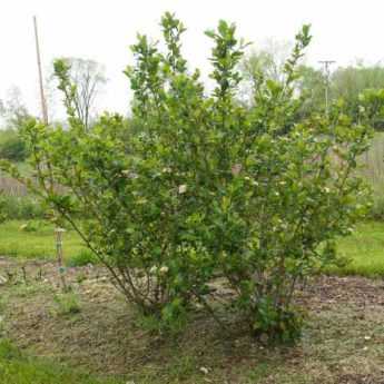 How to prune Aronia?