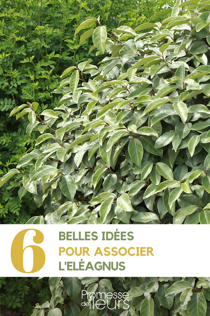 Associate the Naked Euonymus Ideas for pairing with Naked Euonymus