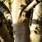 The Himalayan Birch