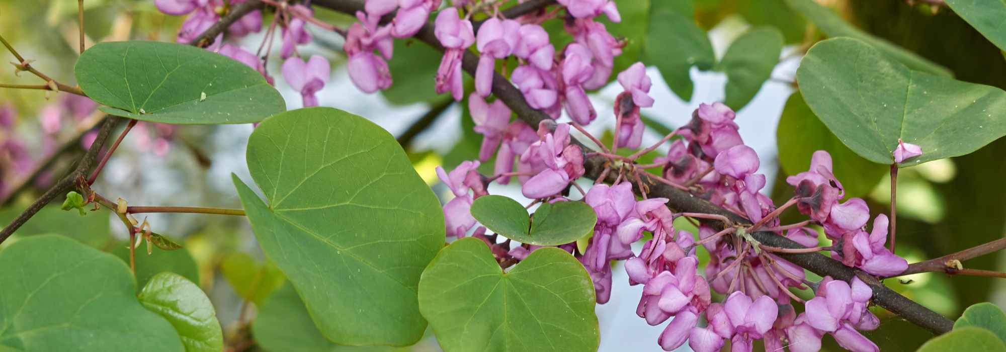 Choosing a Judas Tree: Buying Guide
