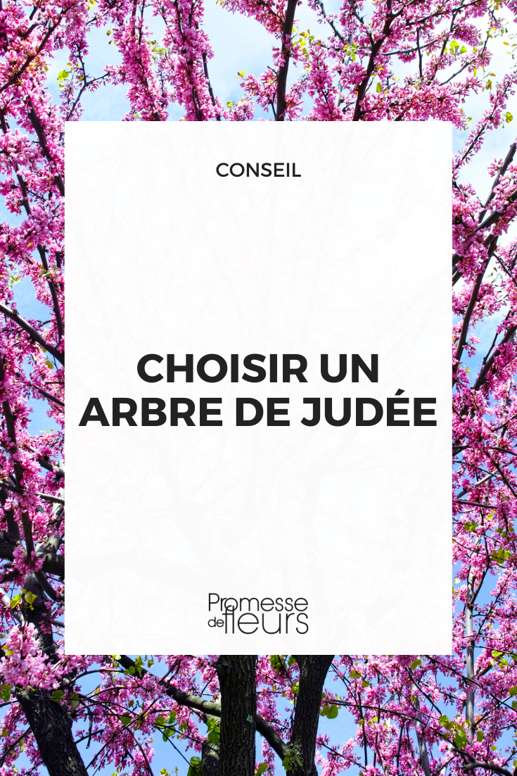 How to choose a Judas Tree, Cercis