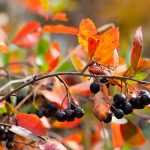 Choosing an Aronia