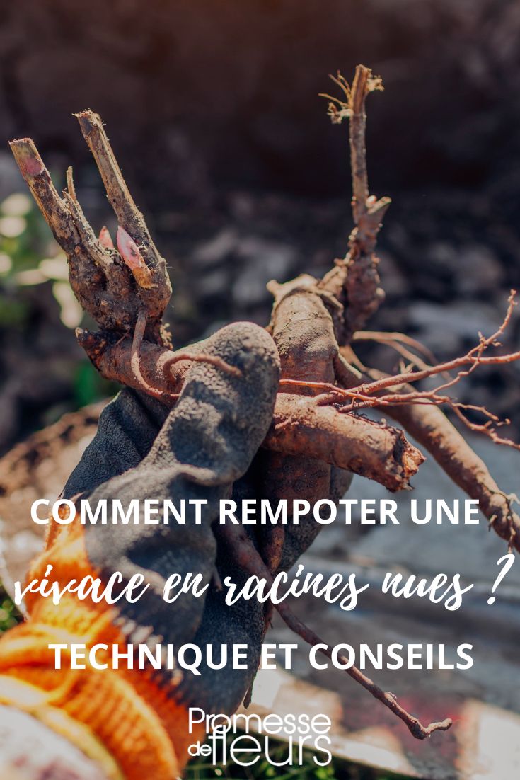 How to repot a perennial with naked roots