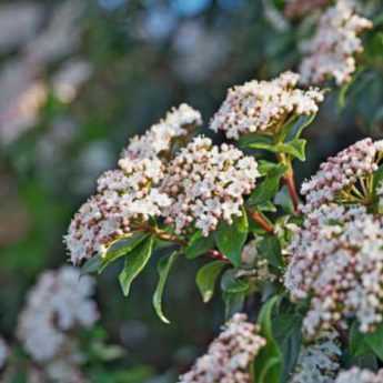 How to prune the laurustinus?
