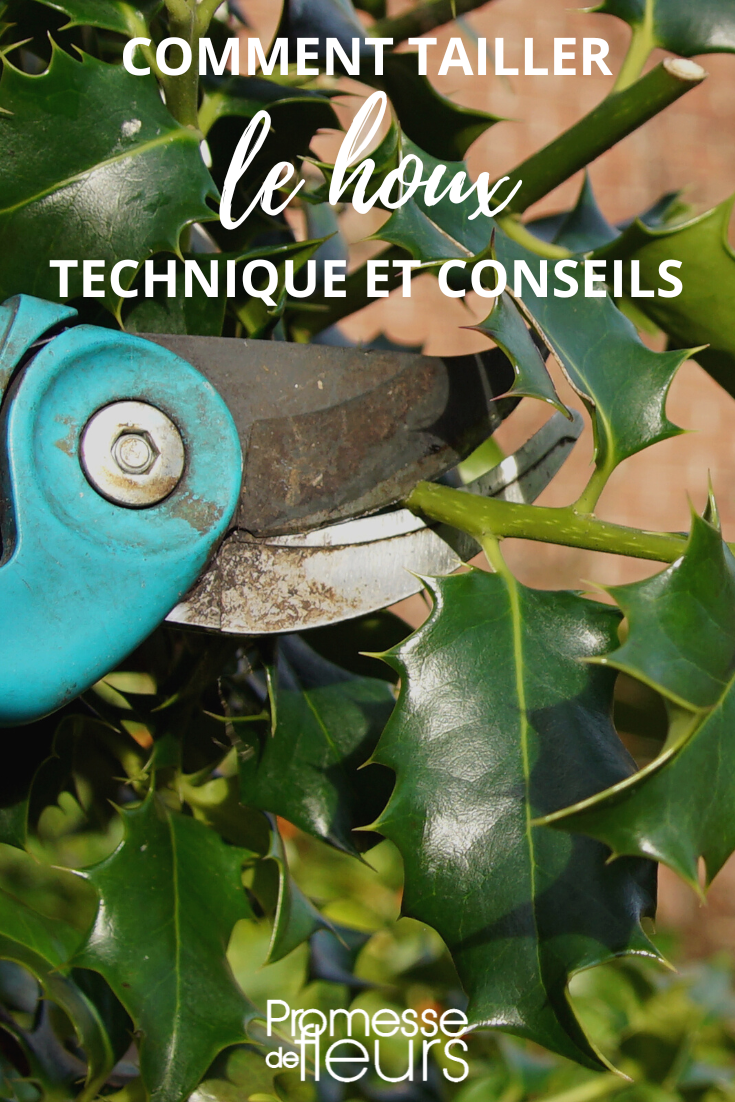 Pruning Holly: Technique and Tips