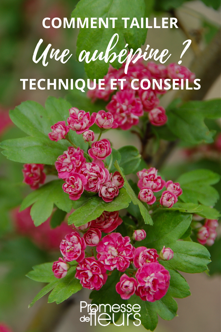 Hawthorn Flowers