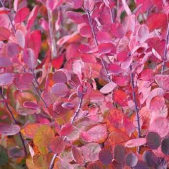 When and how to prune the Cotinus?