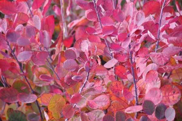 When and how to prune the Cotinus?