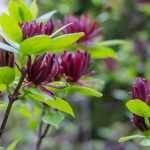 Growing a Calycanthus in a pot