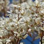Growing a Serviceberry in a pot