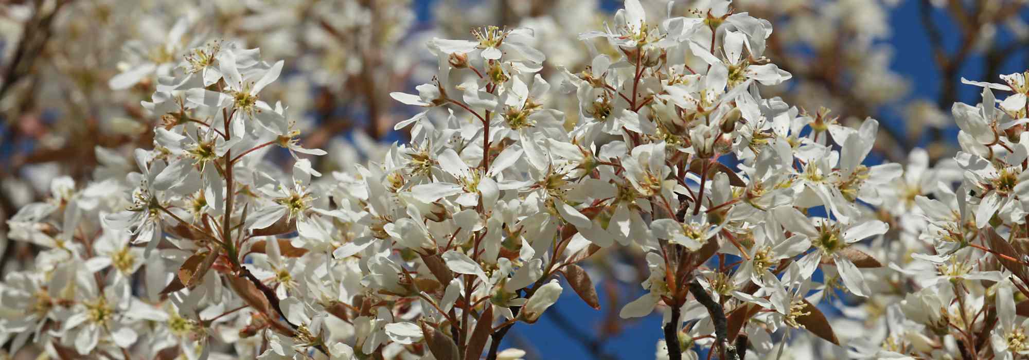 Growing a Serviceberry in a pot