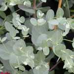 Growing an Eucalyptus in a pot