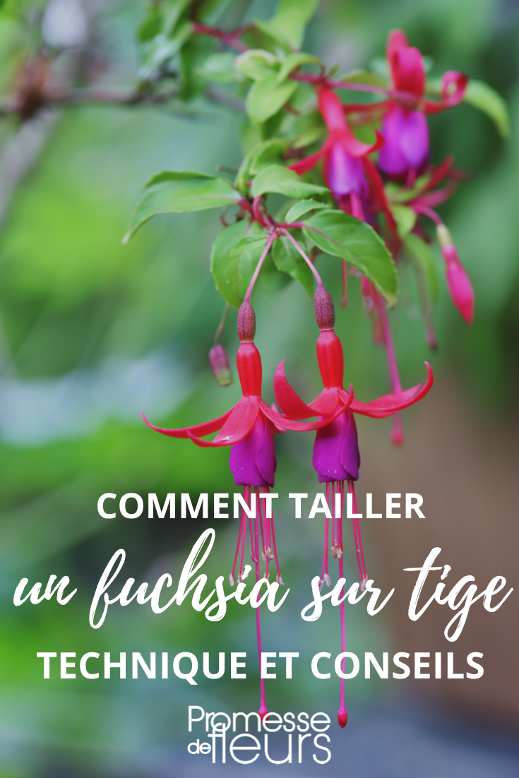 Pruning and Shaping a Standard Fuchsia