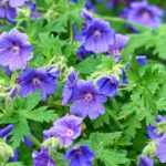 8 Hardy geraniums with blue flowers